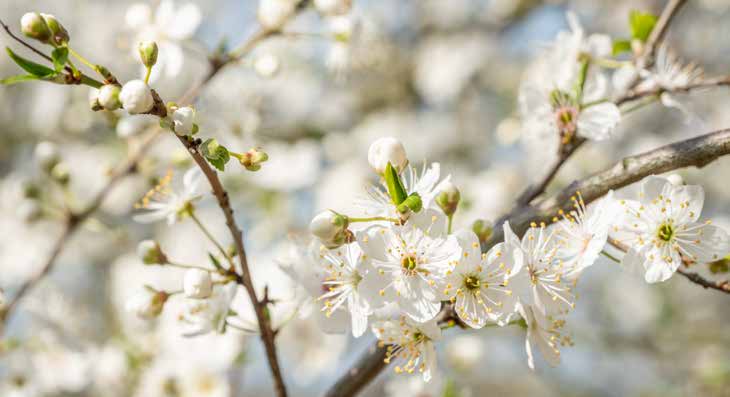 Zweige mit weißen Blüten und grünen Knospen im Frühling